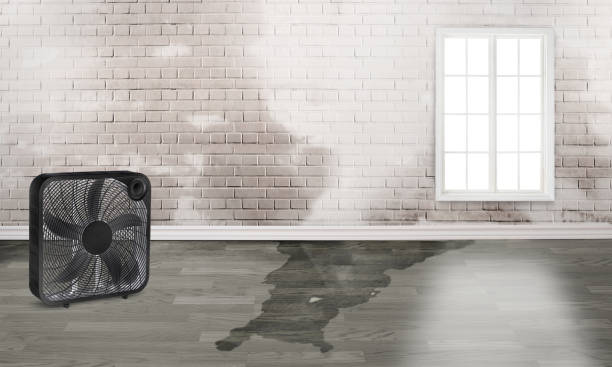 Best Water damage mitigation services  in Denton, NC